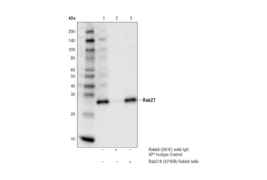 Immunoprecipitation Image 1: Rab27A (D7V6B) Rabbit Monoclonal Antibody
