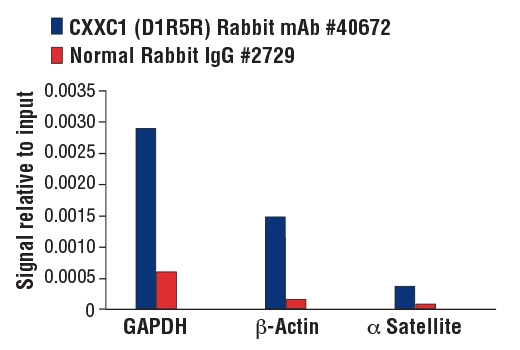 Chromatin Immunoprecipitation Image 1: CXXC1 (D1R5R) Rabbit Monoclonal Antibody