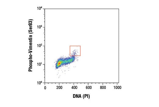 Flow Cytometry Image 1: Phospho-Vimentin (Ser83) (D5A2D) Rabbit Monoclonal Antibody