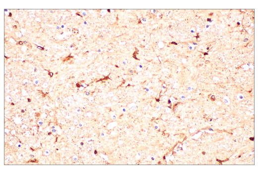 Immunohistochemistry Image 1: ApoE (pan) (E8C2U) Mouse Monoclonal Antibody