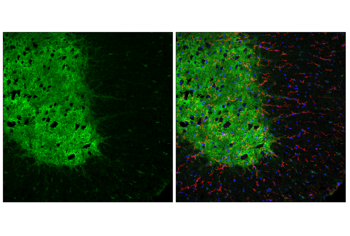 Immunofluorescence Image 2: Kir4.1 (F3O7C) Rabbit Monoclonal Antibody