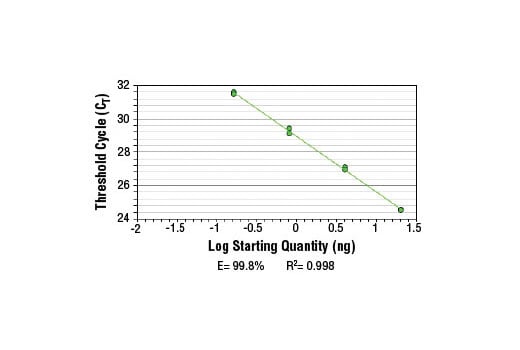 Chromatin Immunoprecipitation Image 2: SimpleChIP<sup>®</sup> Mouse GAPDH Intron 2 Primers