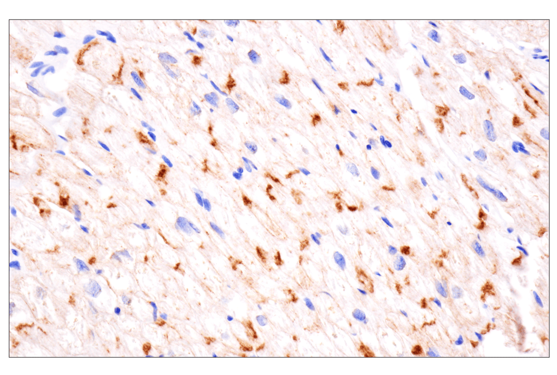 Immunohistochemistry Image 7: N-Cadherin (13A9) Mouse Monoclonal Antibody
