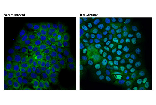 Immunofluorescence Image 1: Stat2 (D9J7L) Rabbit Monoclonal Antibody (BSA and Azide Free)