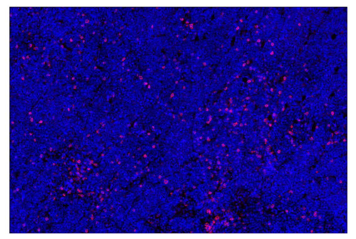 Immunohistochemistry Image 2: GITR (E9O9H) & CO-0186-488 SignalStar<sup>™</sup> Oligo-Antibody Pair