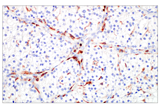 Immunohistochemistry Image 4: Siglec-10 (E1D7S) Rabbit Monoclonal Antibody (BSA and Azide Free)