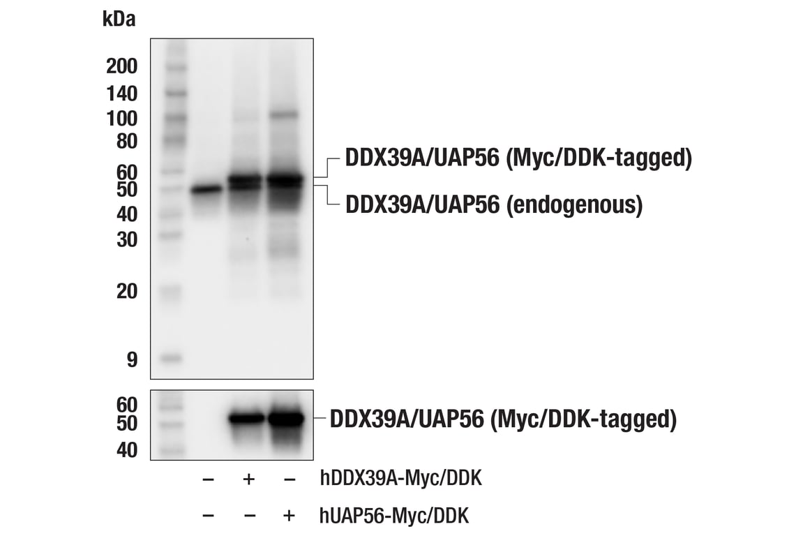 Western Blotting Image 2: DDX39A/UAP56 (E3J9O) Rabbit Monoclonal Antibody