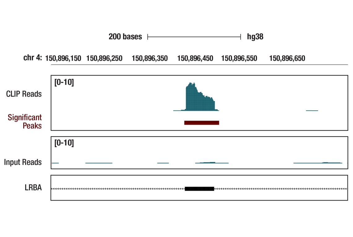 eCLIP Image 1: BCAT2 (D8K3O) Rabbit Monoclonal Antibody