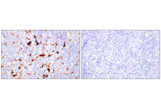 Immunohistochemistry Image 10: HO-1 (E8B7A) Rabbit Monoclonal Antibody