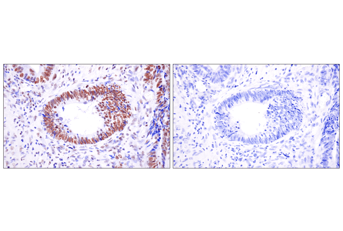 Immunohistochemistry Image 13: Acetyl-Histone H4 (Lys16) (E2B8W) Rabbit Monoclonal Antibody (BSA and Azide Free)
