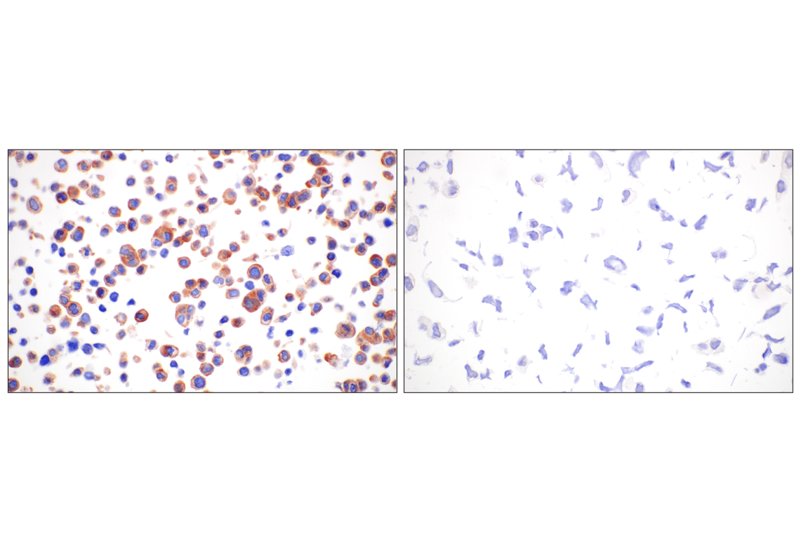 Immunohistochemistry Image 9: WNK1 (F1O3U) Rabbit Monoclonal Antibody