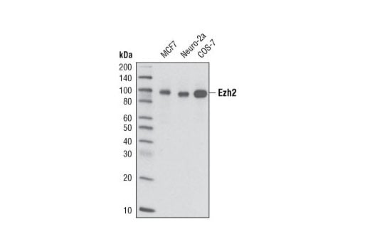 undefined Image 1: PhosphoPlus<sup>®</sup> Ezh2 (Thr311) Antibody Duet