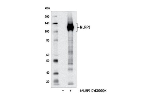Western Blotting Image 2: NLRP3 (D2P5E) Rabbit Monoclonal Antibody