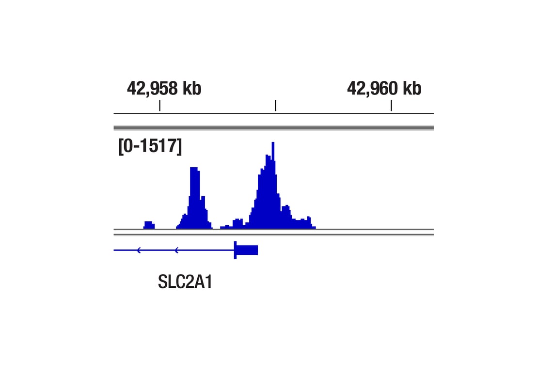 CUT & Tag Image 1: HIF-1 alpha (D2U3T) Rabbit Monoclonal Antibody