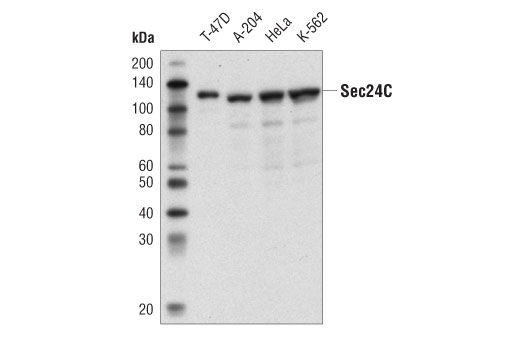 Western Blotting Image 1: Sec24C (D9M4N) Rabbit mAb