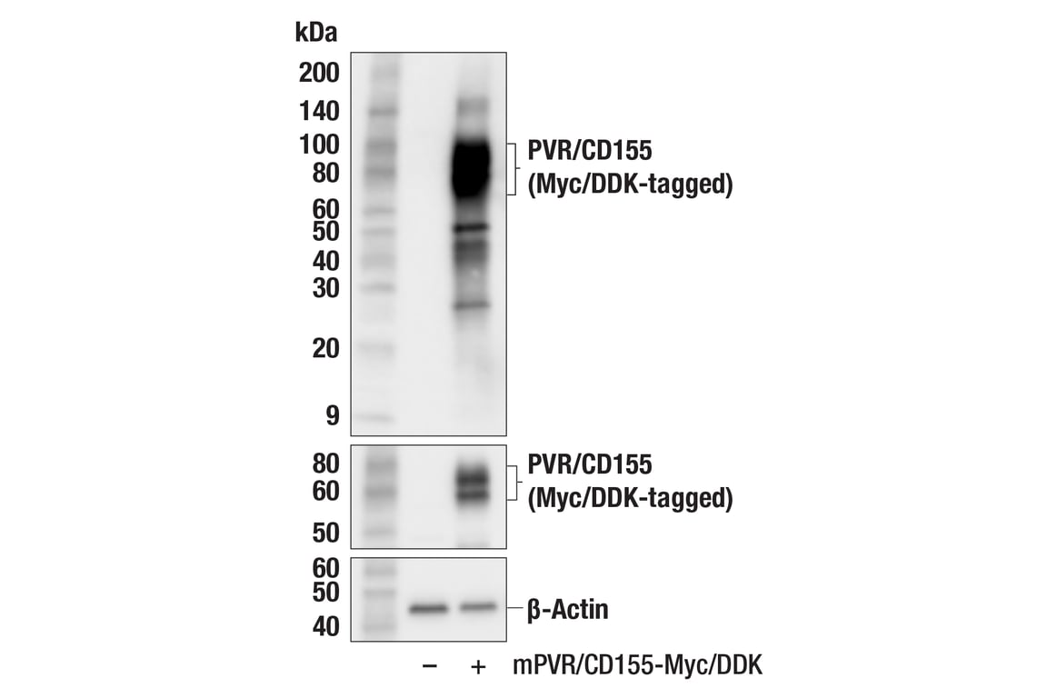 Western Blotting Image 2: PVR/CD155 (F3V9H) Rabbit Monoclonal Antibody