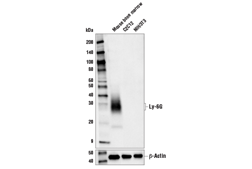 Western Blotting Image 1: Ly-6G (E6Z1T) Rabbit mAb (BSA and Azide Free)