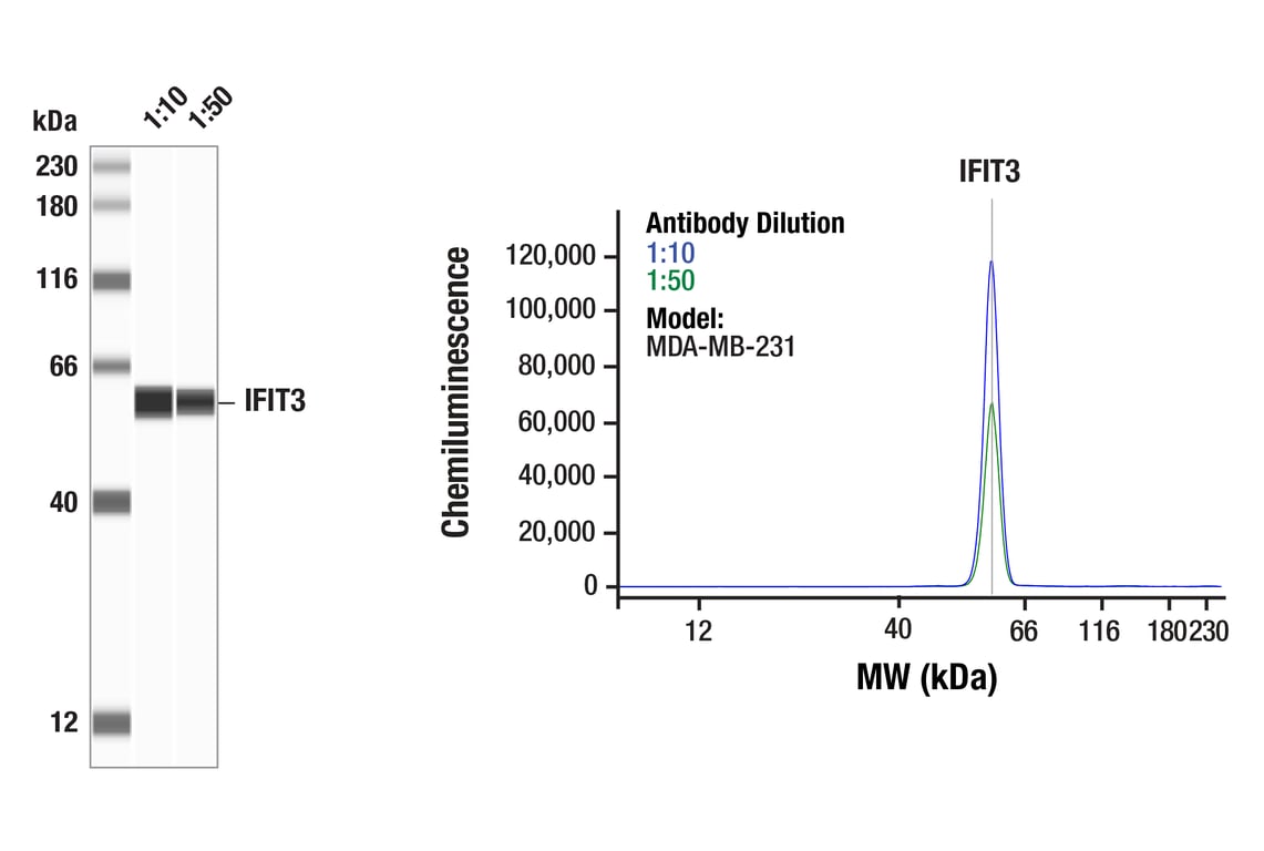 Western Blotting Image 1: IFIT3 (E8G5Y) Rabbit Monoclonal Antibody