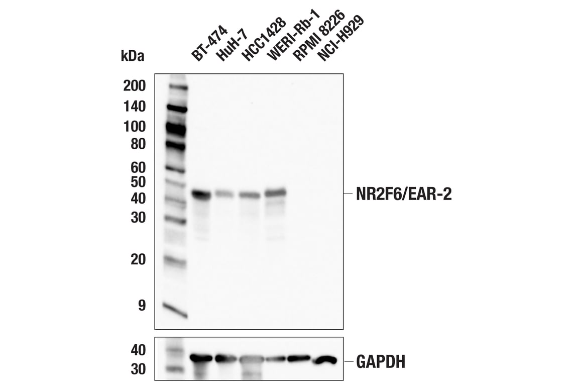 Western Blotting Image 1: NR2F6/EAR-2 (E7Q7G) Rabbit mAb