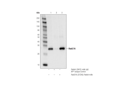 Immunoprecipitation Image 1: Rab27A (D7Z9Q) Rabbit Monoclonal Antibody