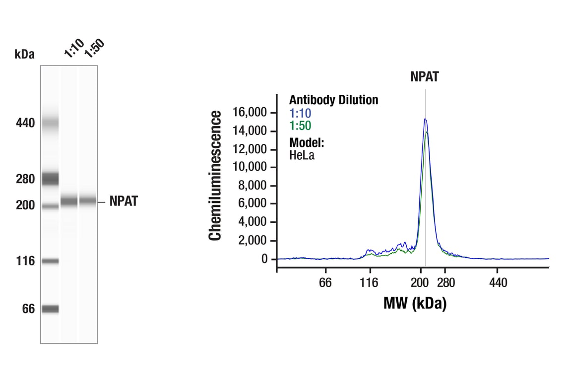 Western Blotting Image 1: NPAT (F1D9Q) Rabbit Monoclonal Antibody