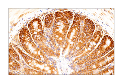 Immunohistochemistry Image 15: UBAP2L (E5X4E) Rabbit Monoclonal Antibody