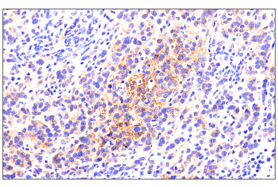 Immunohistochemistry Image 5: SCARB1 (E9H4F) Rabbit Monoclonal Antibody