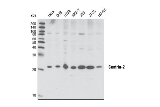 Western Blotting Image 1: Centrin-2 Antibody