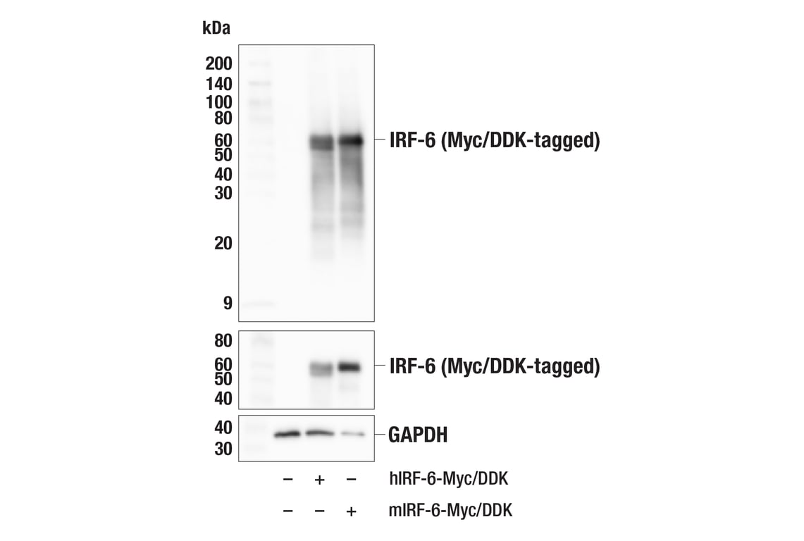 Western Blotting Image 2: IRF-6 (F9V7M) Rabbit Monoclonal Antibody