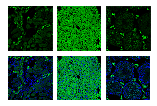Immunofluorescence Image 1: ALDH1L1 (E7I2Q) Rabbit Monoclonal Antibody