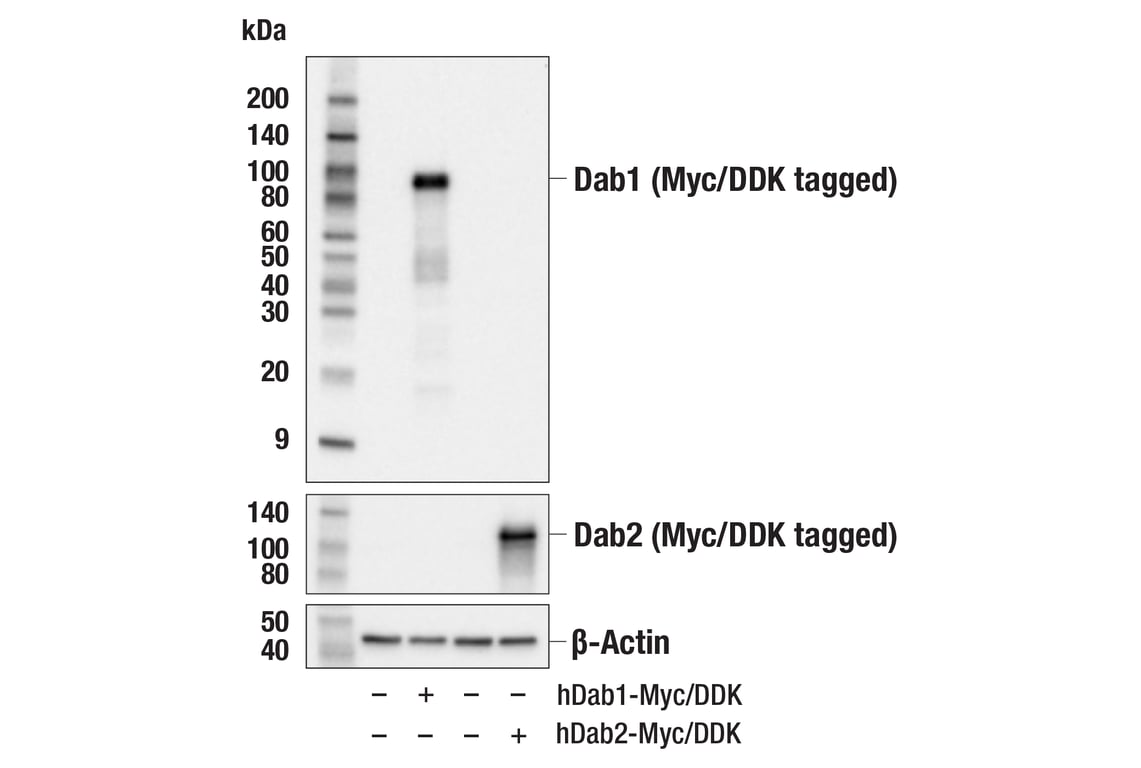 Western Blotting Image 2: Dab1 Antibody