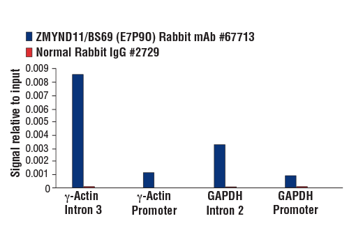 Chromatin Immunoprecipitation Image 3: ZMYND11/BS69 (E7P9O) Rabbit Monoclonal Antibody