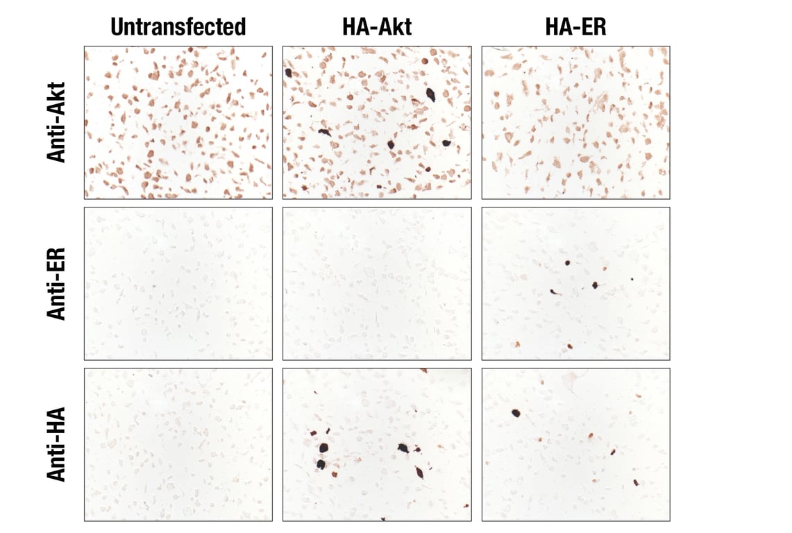 Immunohistochemistry Image 1: HA-Tag (6E2) Mouse Monoclonal Antibody