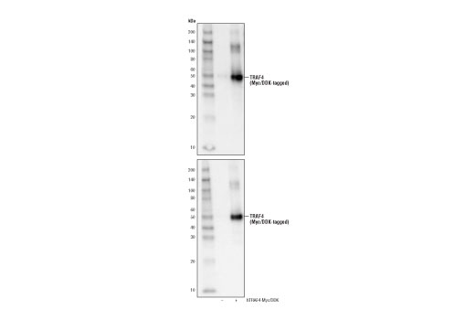 Western Blotting Image 2: TRAF4 (D1N3A) Rabbit Monoclonal Antibody