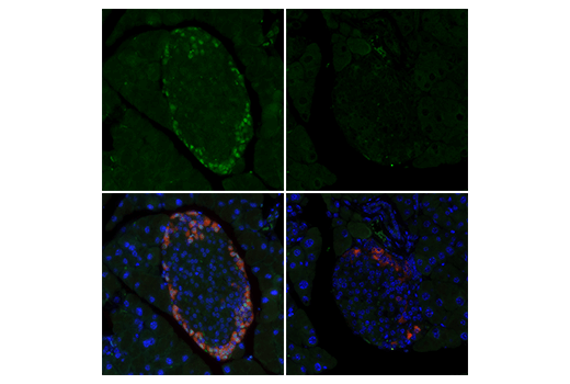Immunofluorescence Image 2: MAFB (E3O9X) Rabbit Monoclonal Antibody