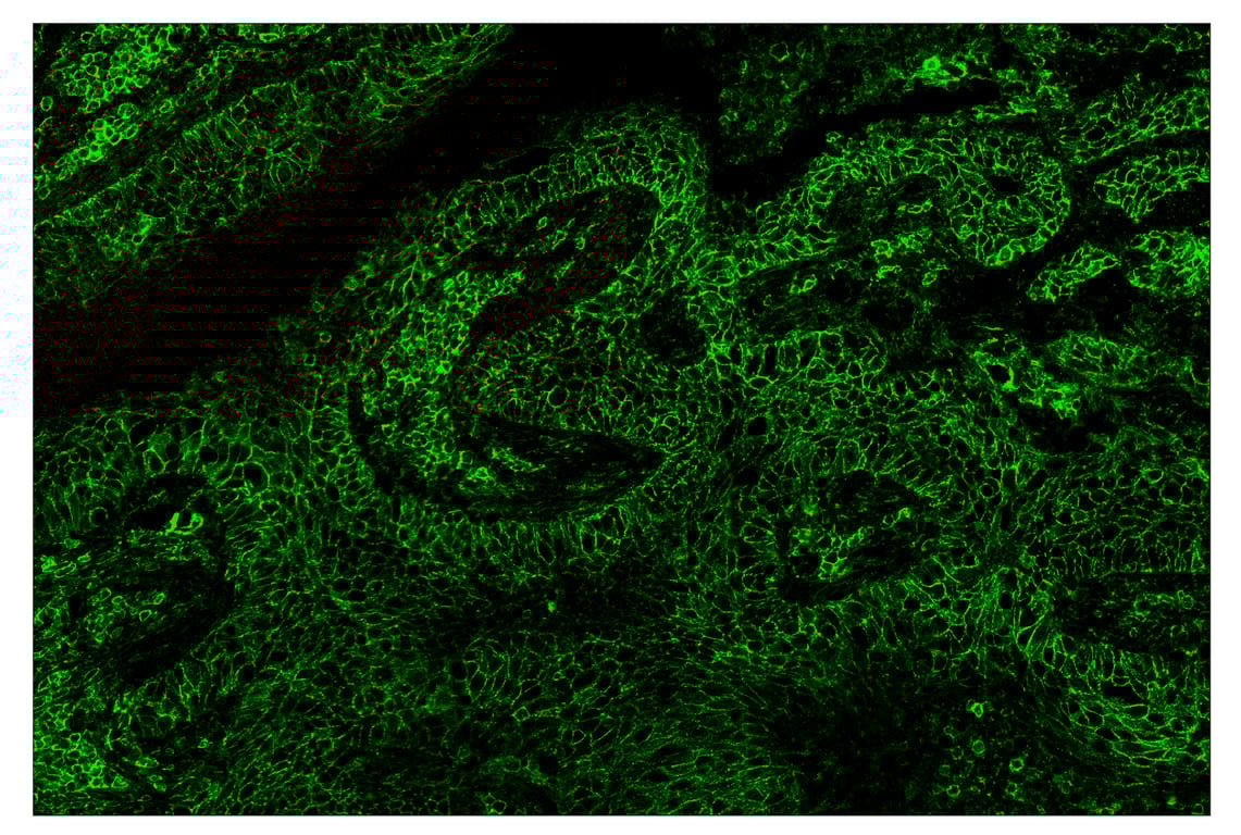Immunohistochemistry Image 2: CD44 (E7K2Y) & CO-0030-594 SignalStar<sup>™</sup> Oligo-Antibody Pair