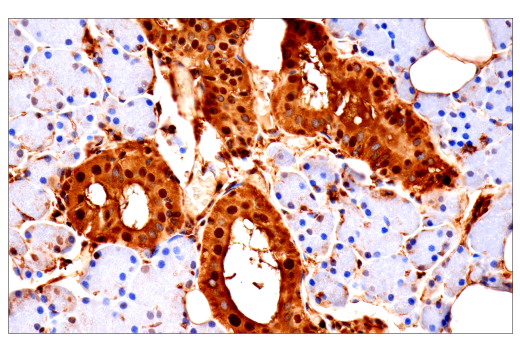 Immunohistochemistry Image 7: Ubiquitin (E6K4Y) Rabbit Monoclonal Antibody (BSA and Azide Free)