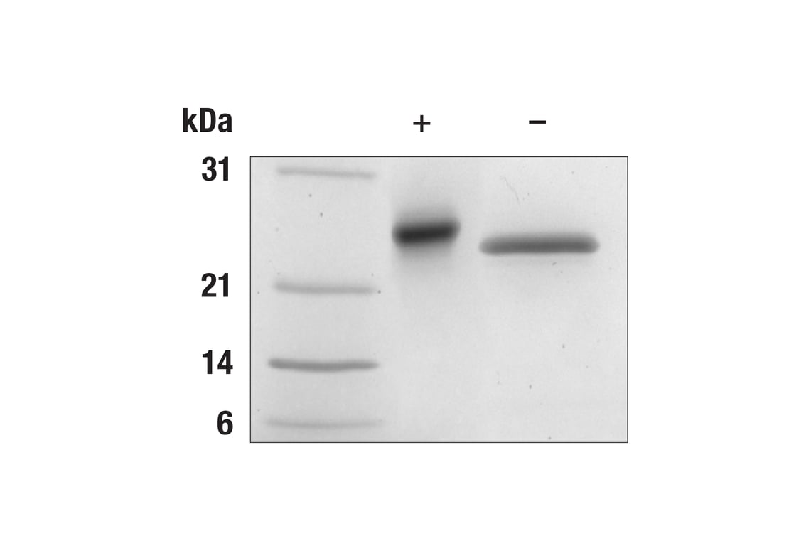 undefined Image 2: Mouse IL-6 Recombinant Protein