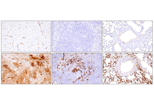 Immunohistochemistry Image 3: ACE2 (E5O6J) Rabbit Monoclonal Antibody (BSA and Azide Free)