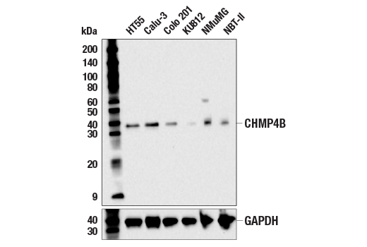 Western Blotting Image 1: CHMP4B (E2L7M) Rabbit mAb