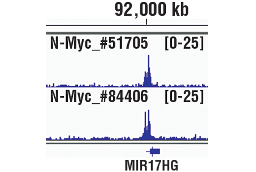Chromatin Immunoprecipitation Image 1: N-Myc (D1V2A) Rabbit Monoclonal Antibody