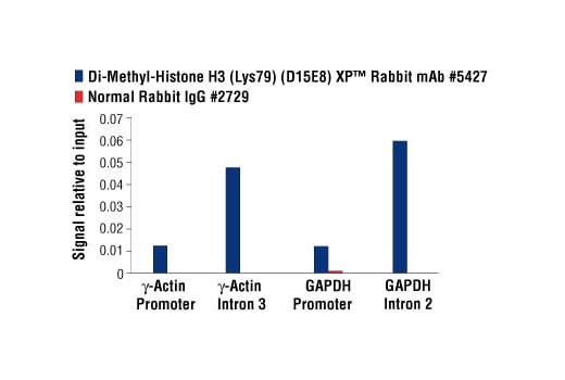 Chromatin Immunoprecipitation Image 1: Di-Methyl-Histone H3 (Lys79) (D15E8) Rabbit Monoclonal Antibody