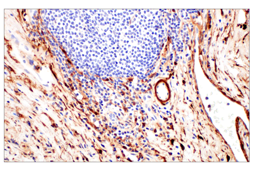 Immunohistochemistry Image 6: HSP20 (E6O7A) Rabbit Monoclonal Antibody