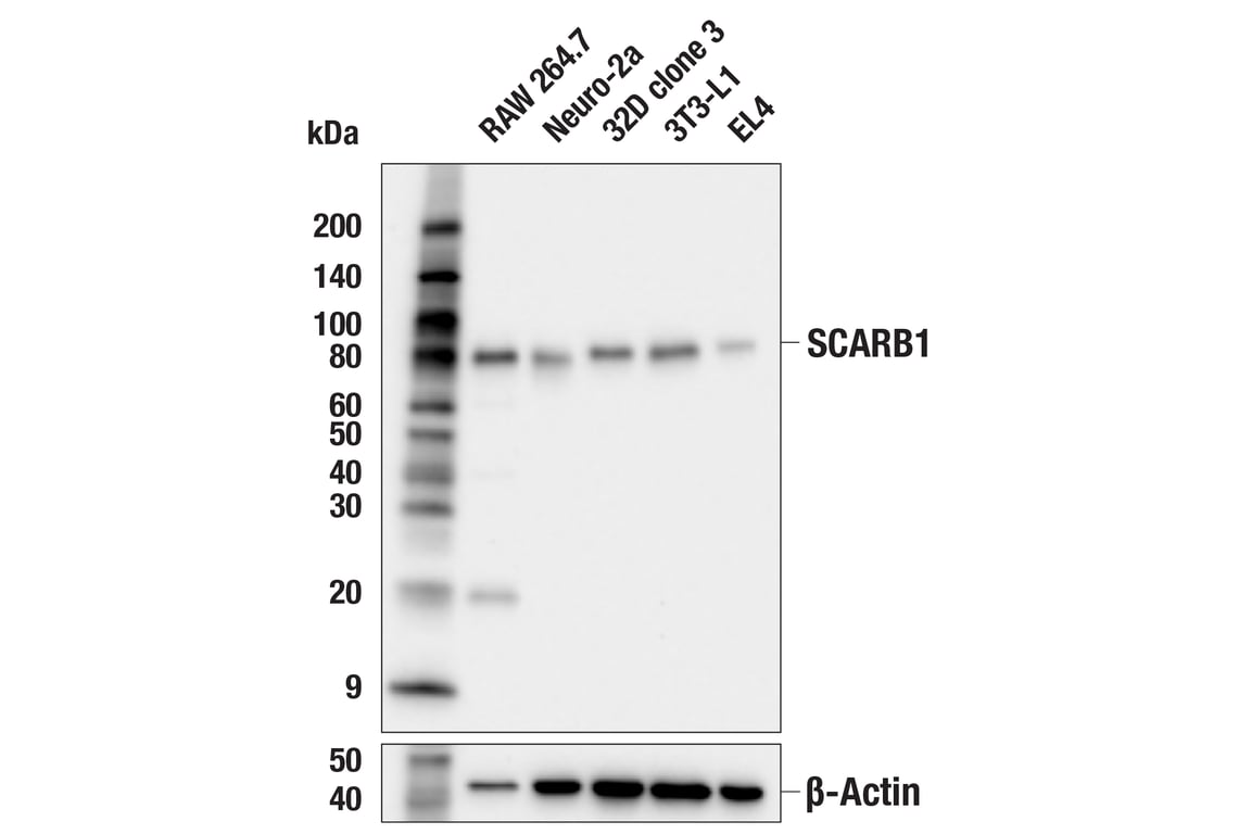 Western Blotting Image 2: SCARB1 (E9H4F) Rabbit Monoclonal Antibody