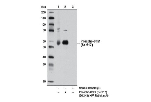 Immunoprecipitation Image 1: Phospho-Chk1 (Ser317) (D12H3) XP<sup>®</sup> Rabbit mAb