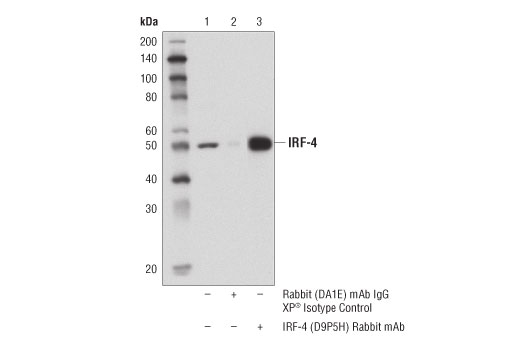 Immunoprecipitation Image 1: IRF-4 (D9P5H) Rabbit Monoclonal Antibody