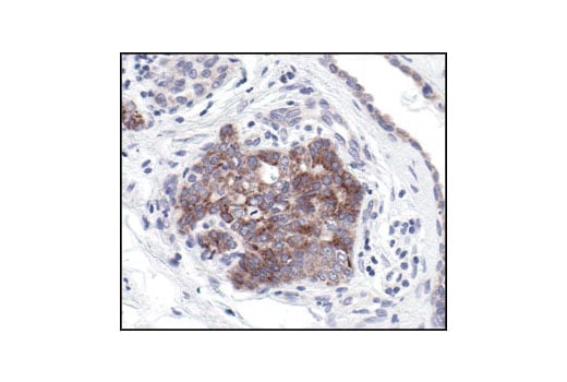 Immunohistochemistry Image 3: Bcl-xL (54H6) Rabbit Monoclonal Antibody
