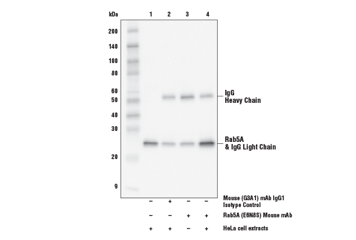 undefined Image 21: Vesicle Trafficking Antibody Sampler Kit