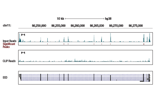 eCLIP Image 1: EED (E4L6E) Rabbit Monoclonal Antibody