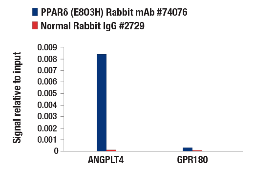 Chromatin Immunoprecipitation Image 1: PPAR delta (E8O3H) Rabbit Monoclonal Antibody